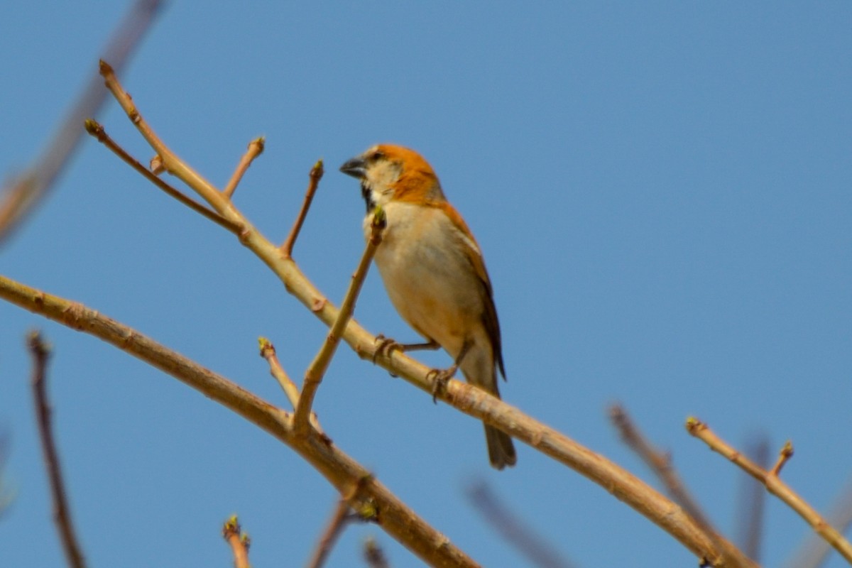 Great Rufous Sparrow - ML208256371