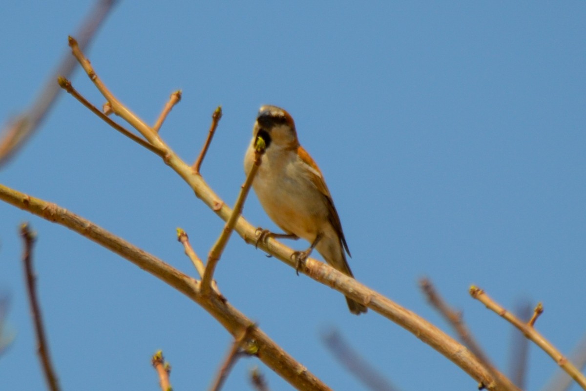 Great Rufous Sparrow - ML208256391