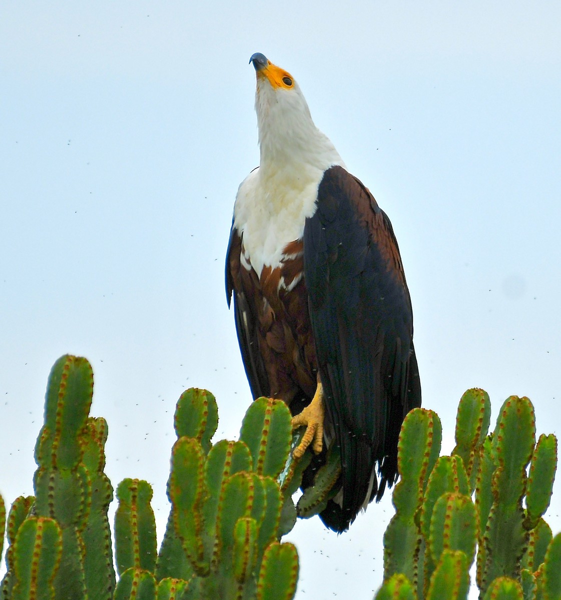 African Fish-Eagle - ML208256931
