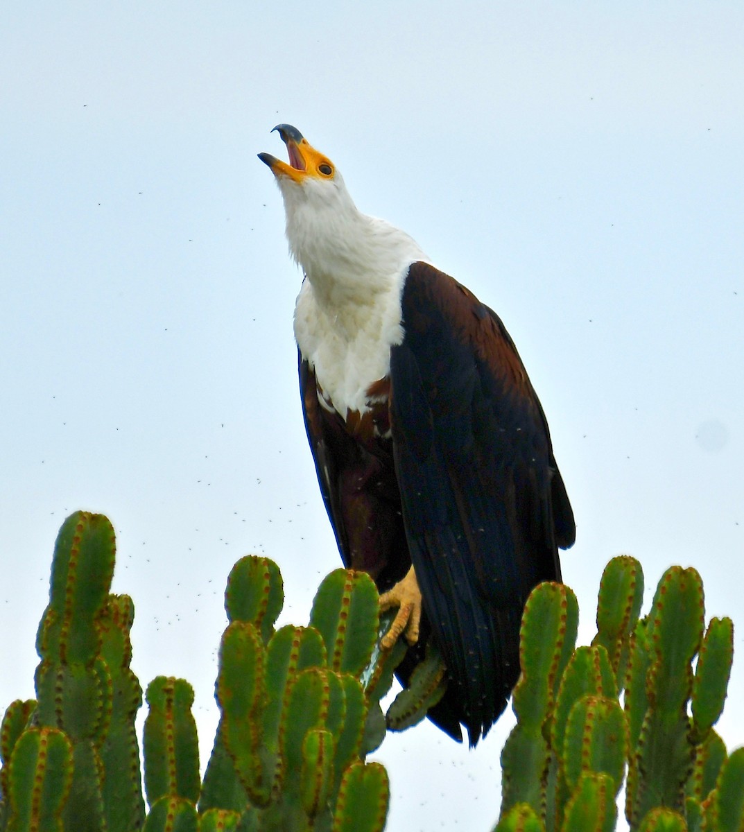 African Fish-Eagle - ML208256981
