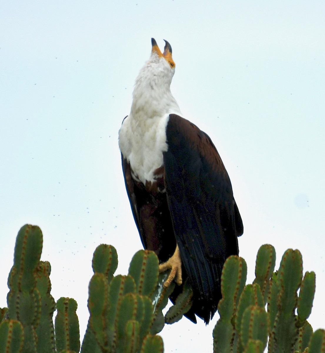 African Fish-Eagle - ML208257011
