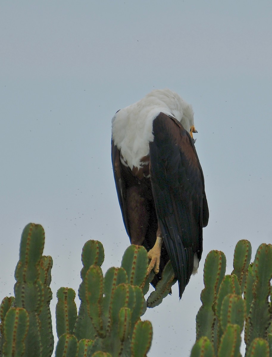 African Fish-Eagle - ML208257041