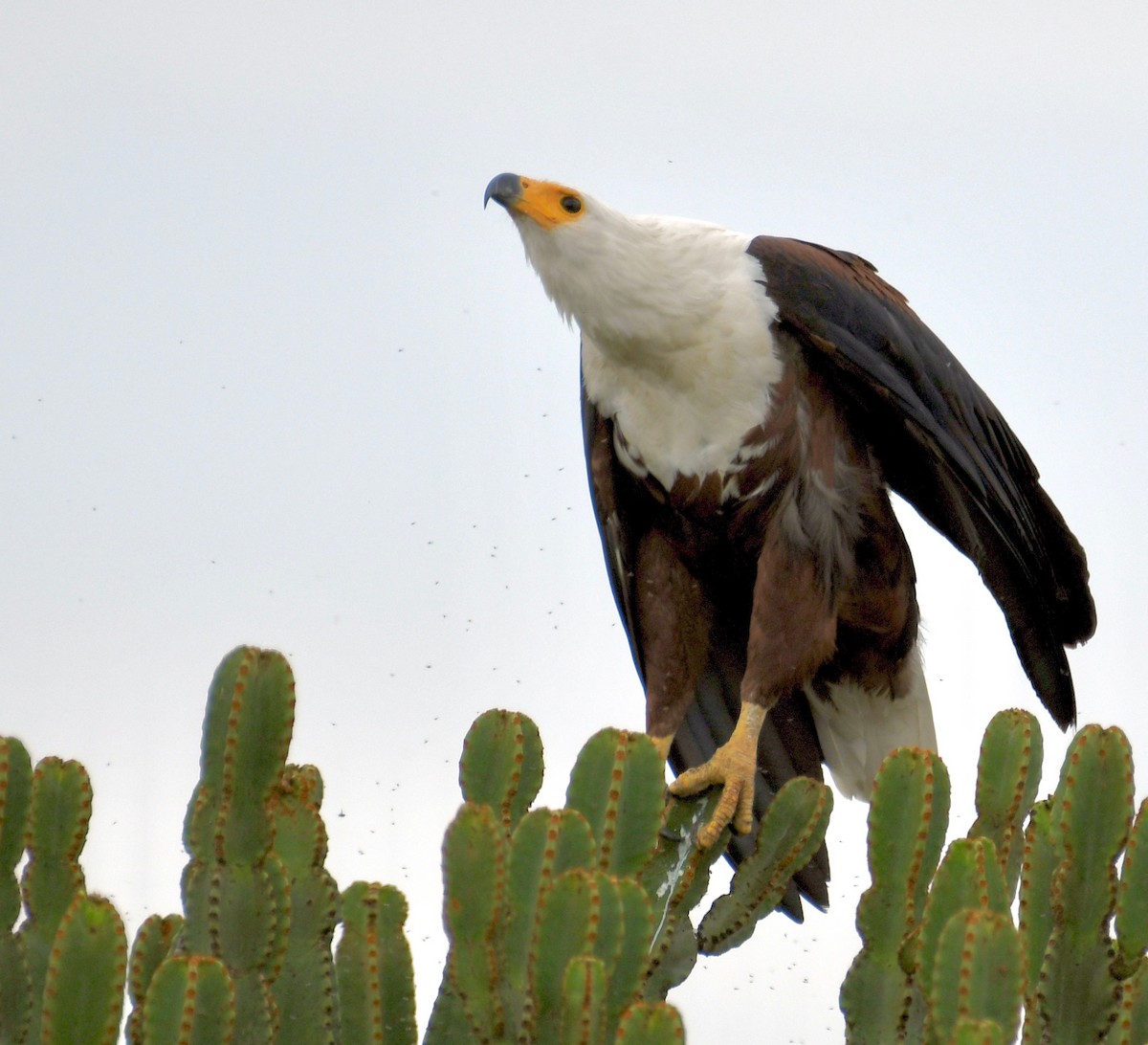 African Fish-Eagle - ML208257051