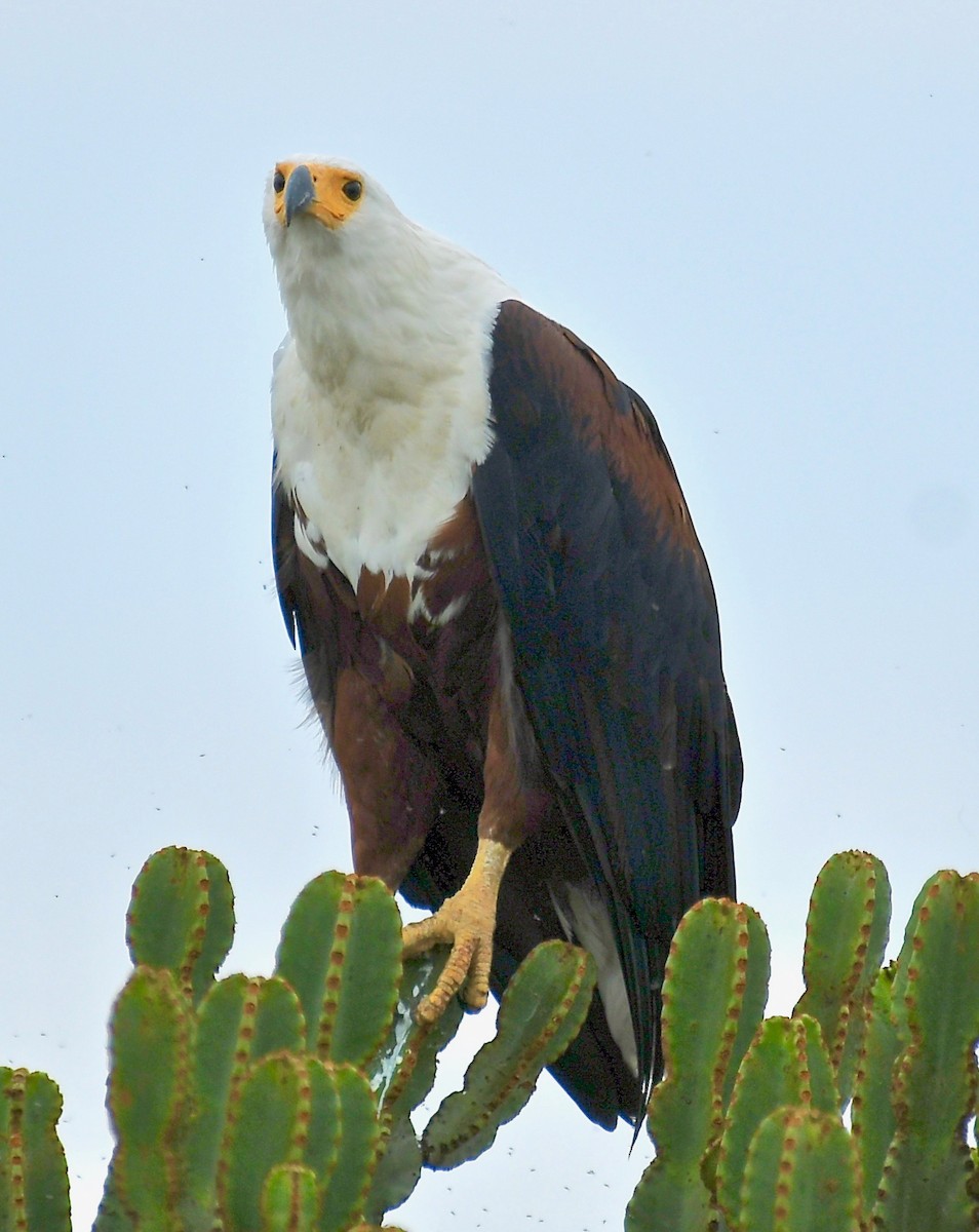 African Fish-Eagle - ML208257061