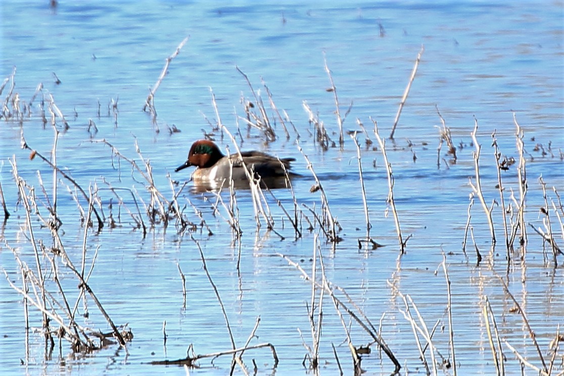 Green-winged Teal - ML208257121