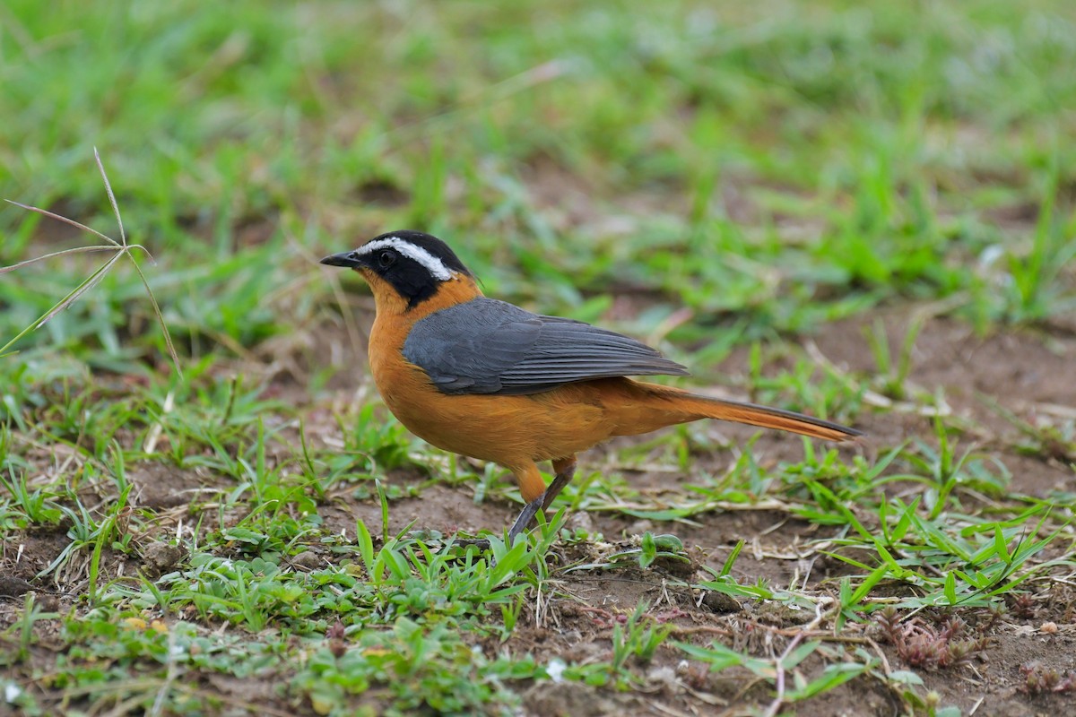 White-browed Robin-Chat - ML208257251