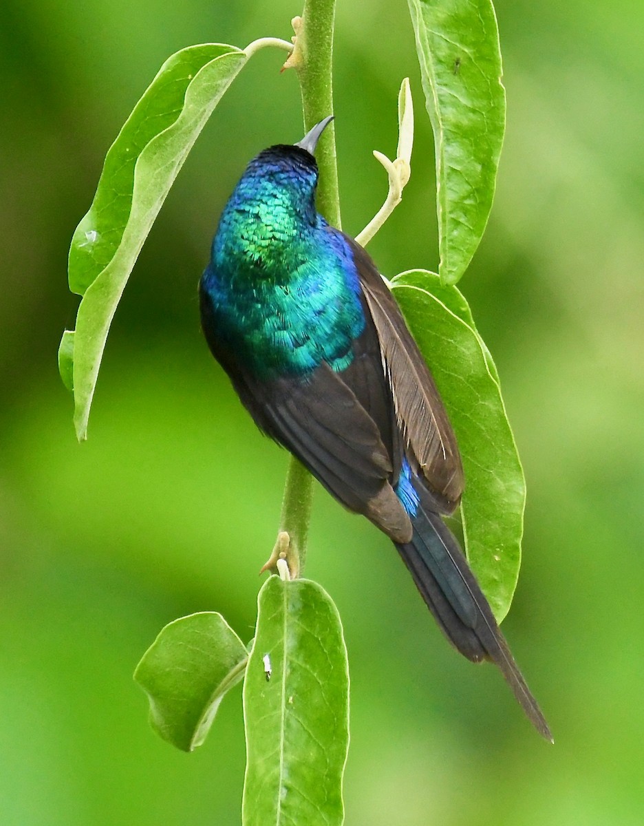 Red-chested Sunbird - ML208257501