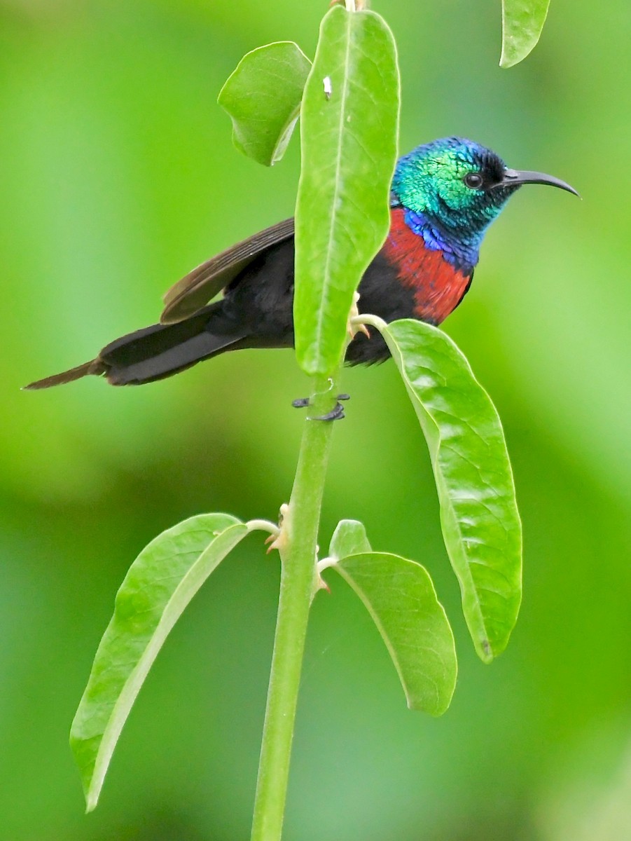 Red-chested Sunbird - ML208257551