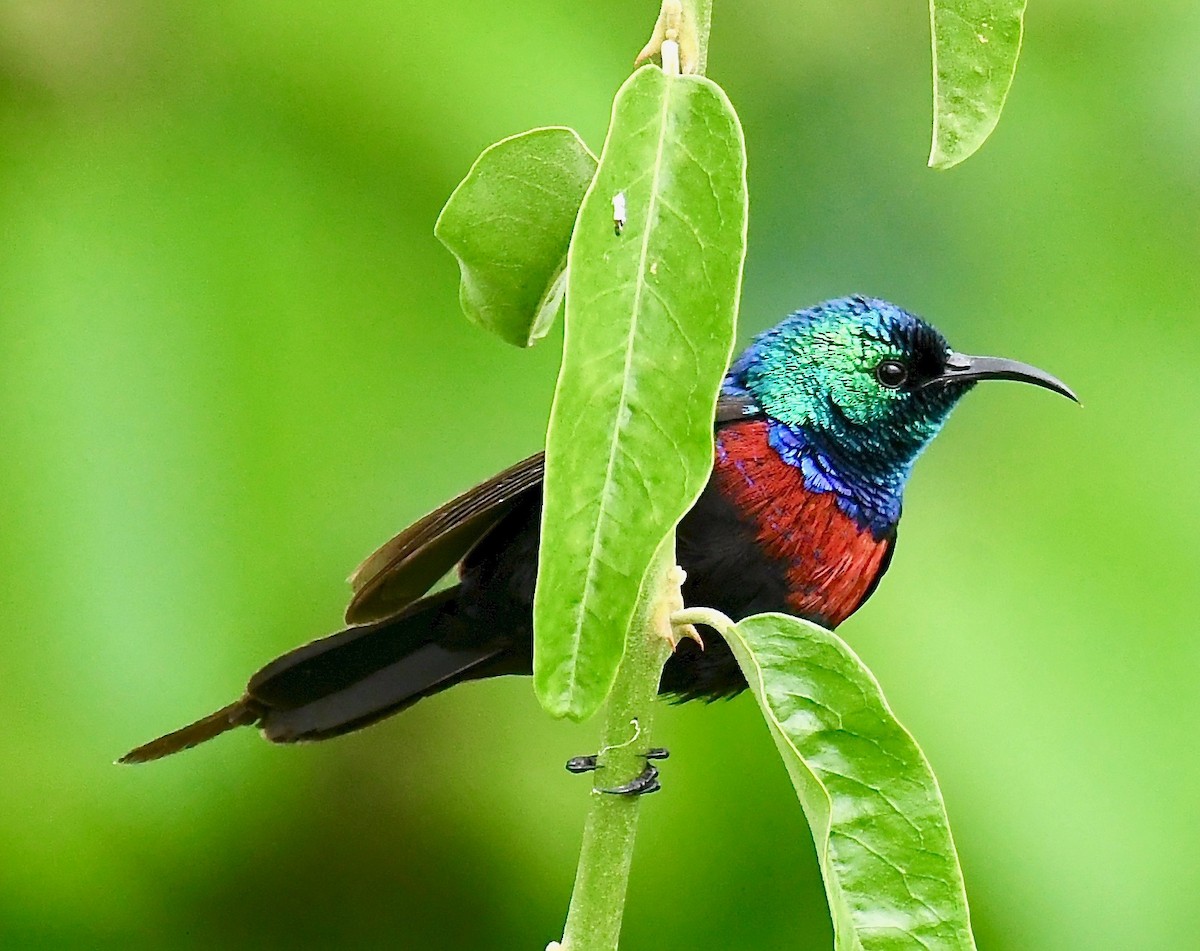 Red-chested Sunbird - ML208257611