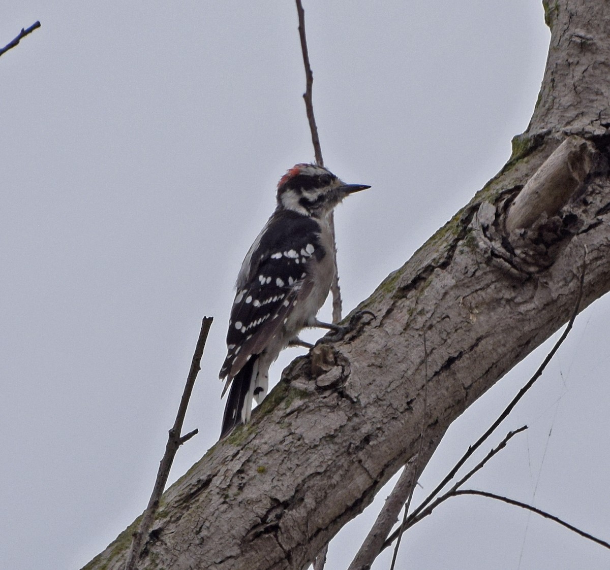 Downy Woodpecker - John Bruin