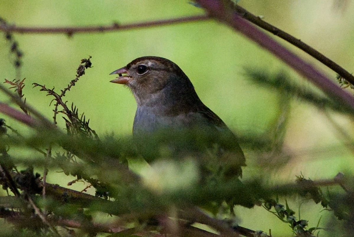 White-crowned Sparrow - Robert Dobbs