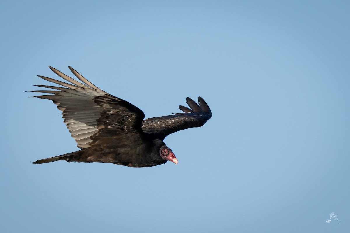 Turkey Vulture - ML208265501