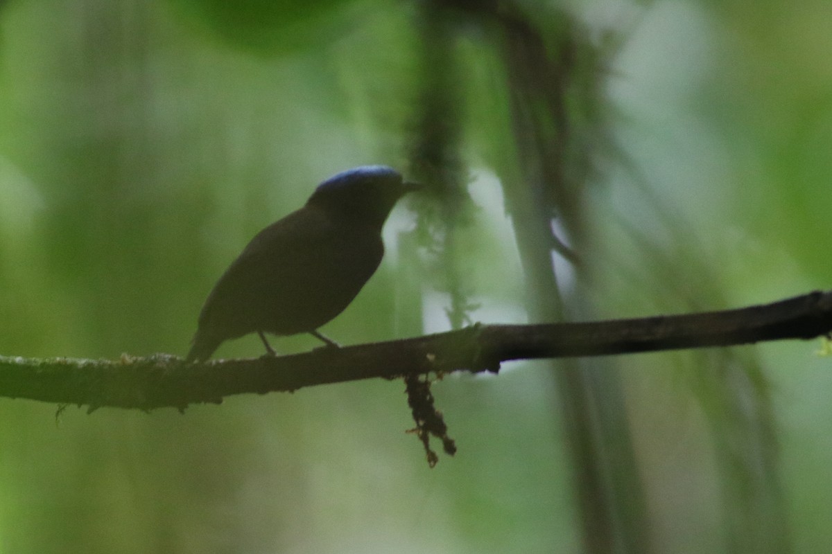 Blue-capped Manakin (Blue-capped) - ML208267811