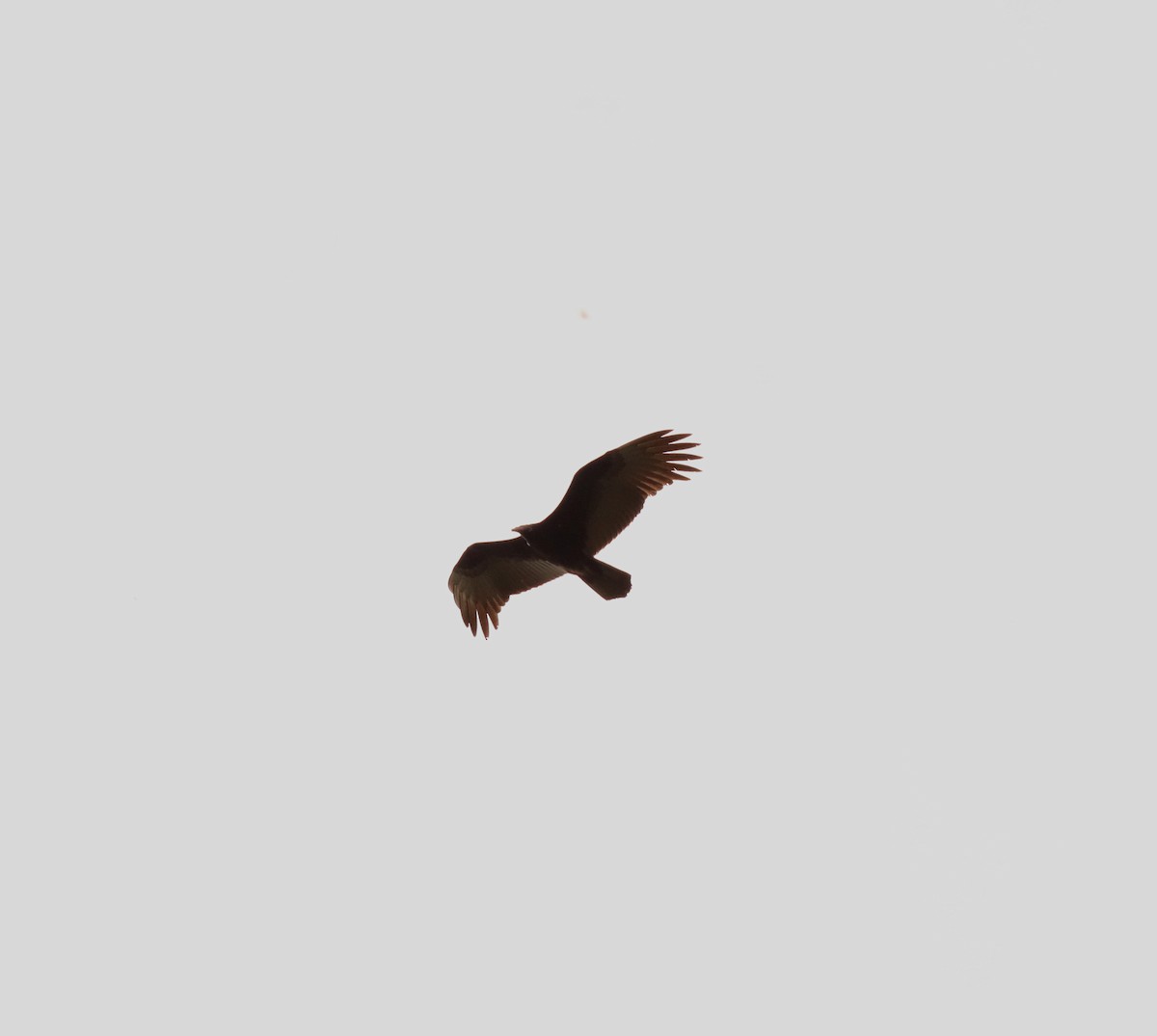 Turkey Vulture - Daisy Utitiaj Nunink
