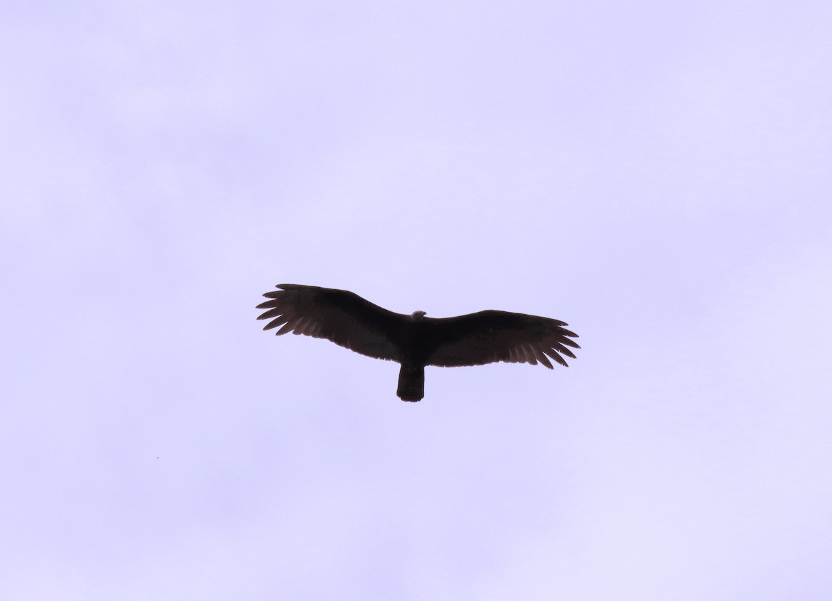 Greater Yellow-headed Vulture - Daisy Utitiaj Nunink