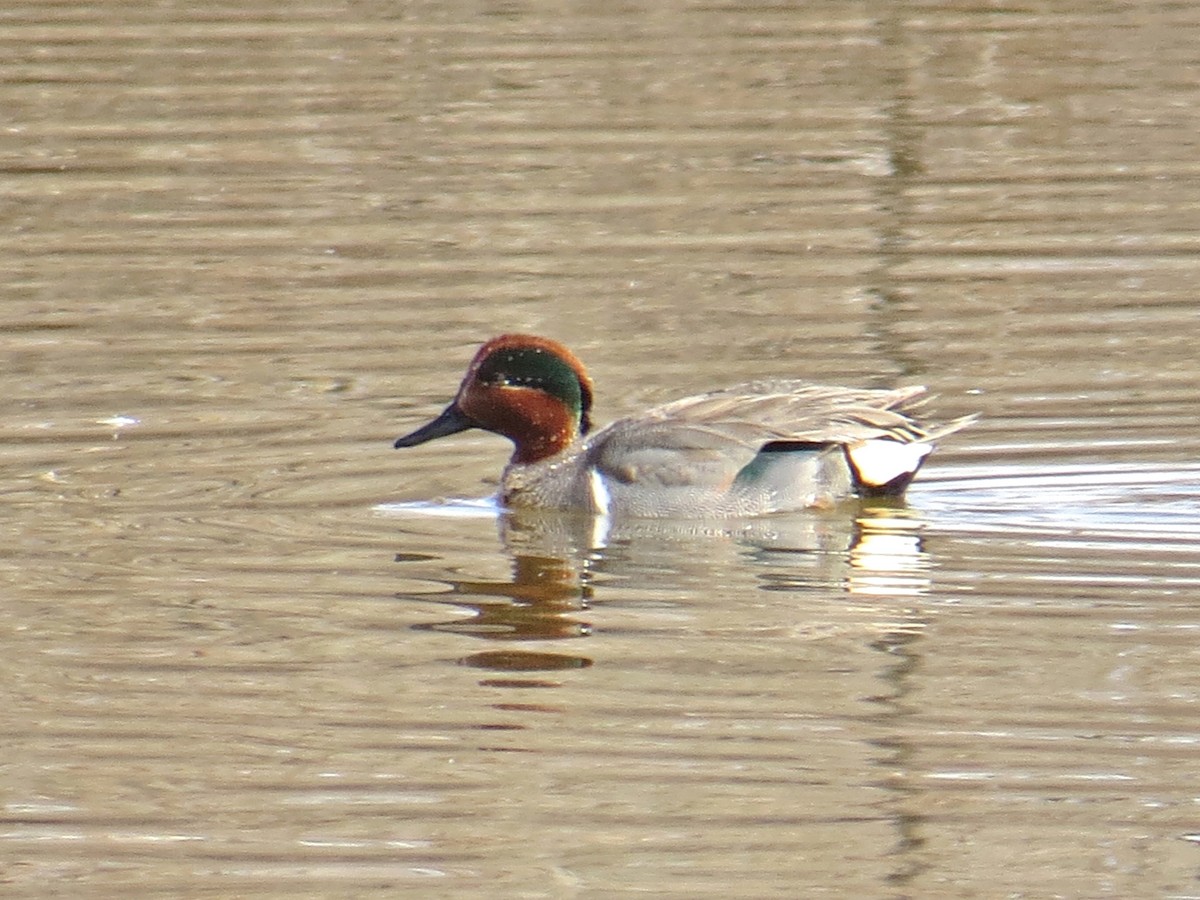 Green-winged Teal - ML208269441