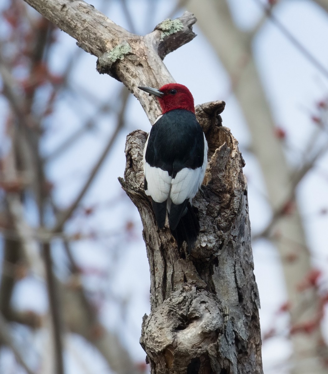 Red-headed Woodpecker - ML208270181
