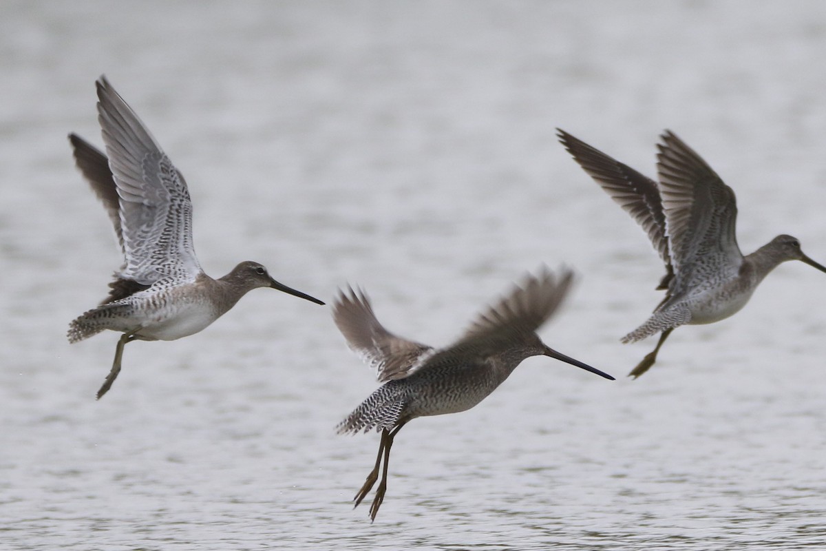 Long-billed Dowitcher - ML208272031