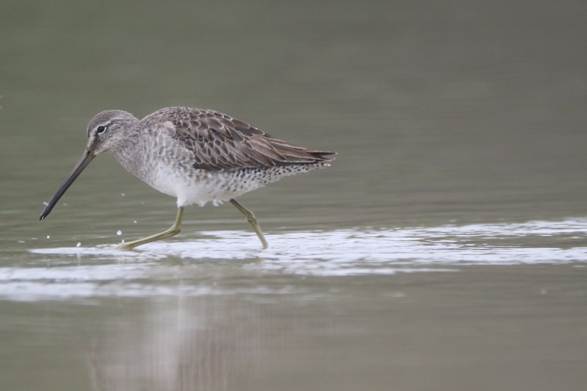 Long-billed Dowitcher - ML208272051