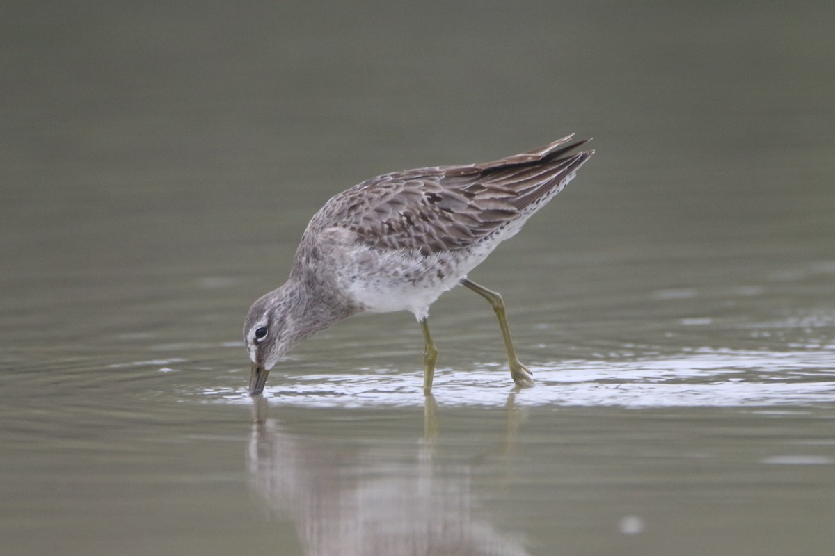 Long-billed Dowitcher - Nathan Hood