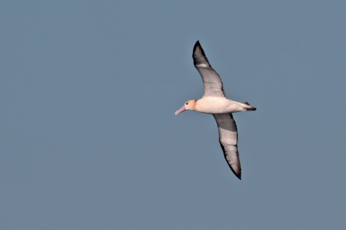 Short-tailed Albatross - ML208277361