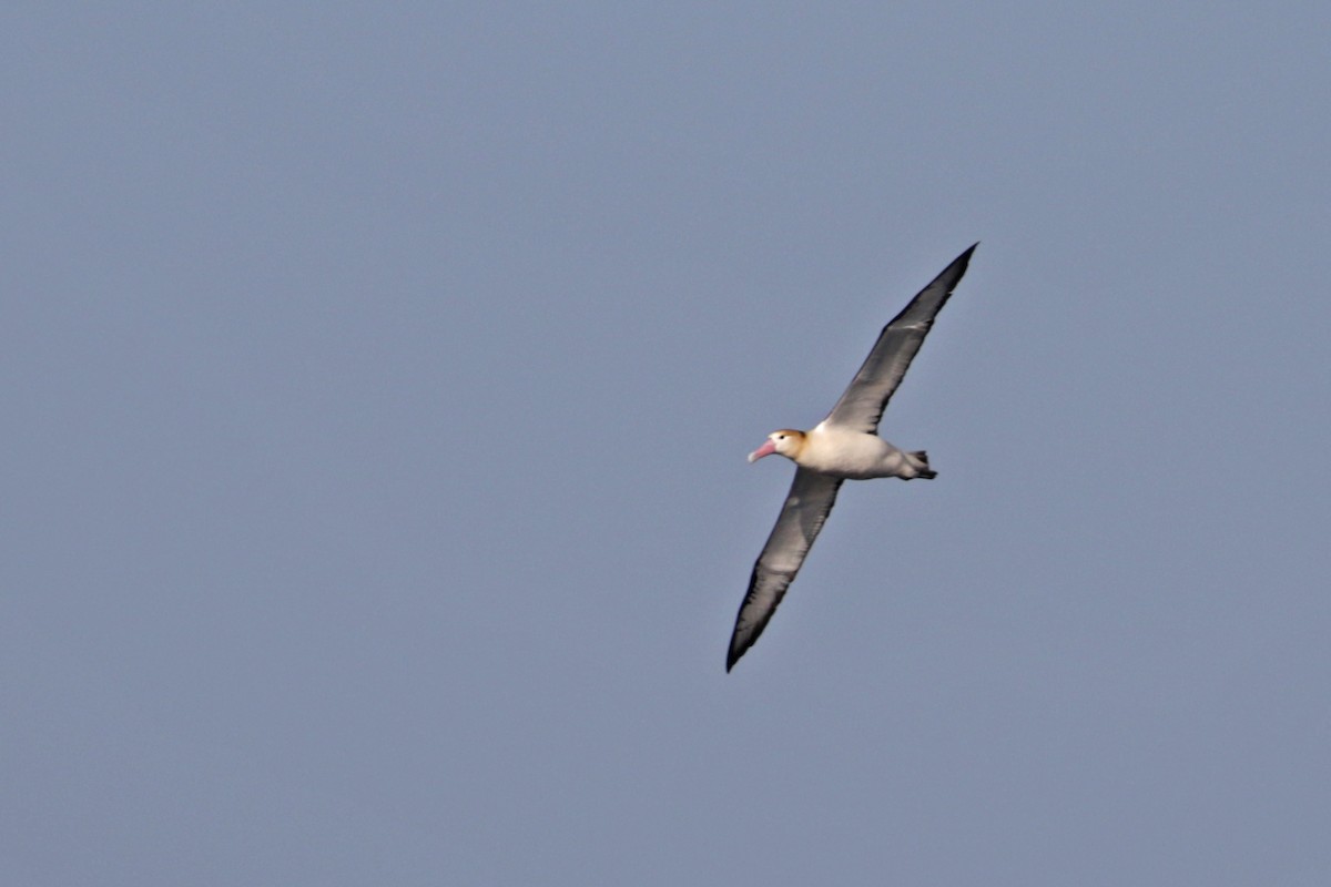 Short-tailed Albatross - ML208277391