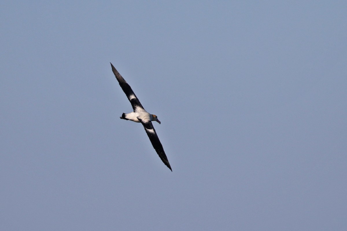 Short-tailed Albatross - ML208277561
