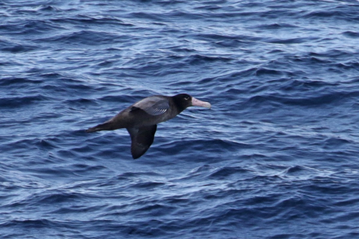 Short-tailed Albatross - ML208277581
