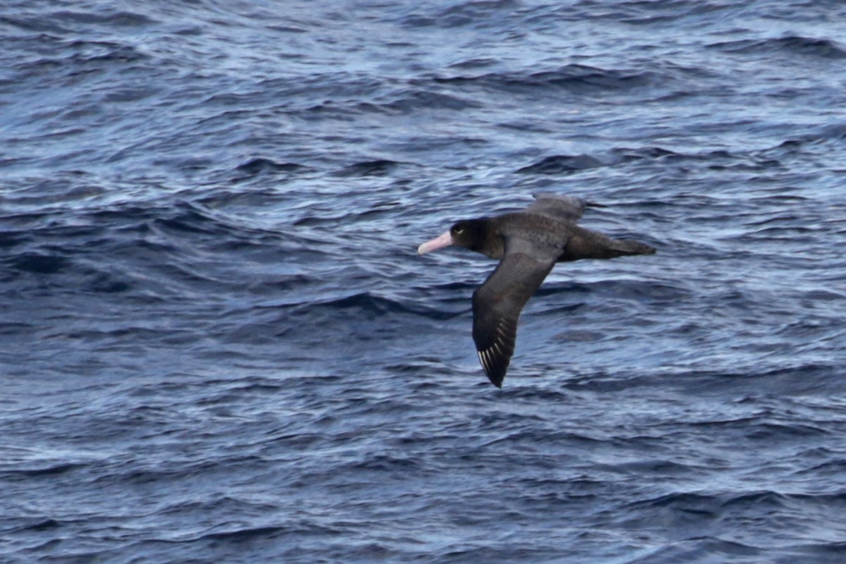 Short-tailed Albatross - ML208277591