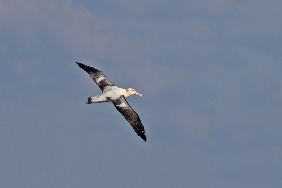 Short-tailed Albatross - ML208277701