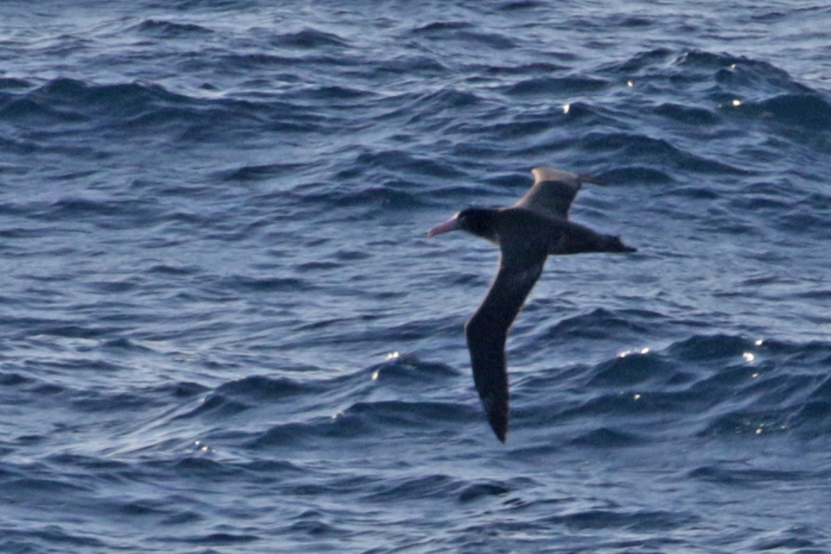 Short-tailed Albatross - ML208277971