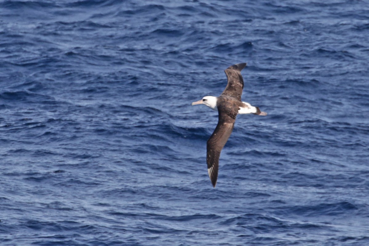 Laysan Albatross - Charley Hesse TROPICAL BIRDING