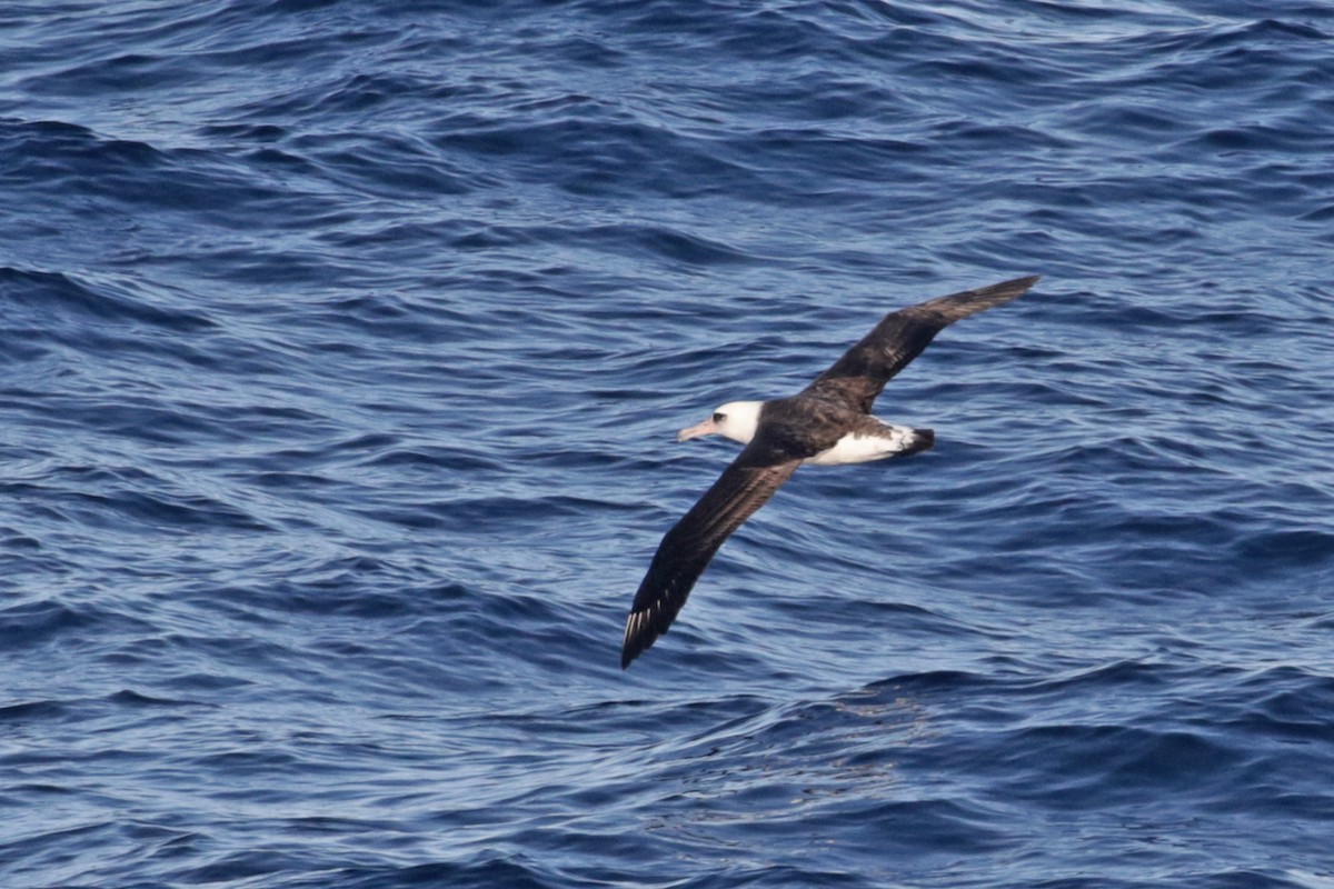 Laysan Albatross - ML208278341