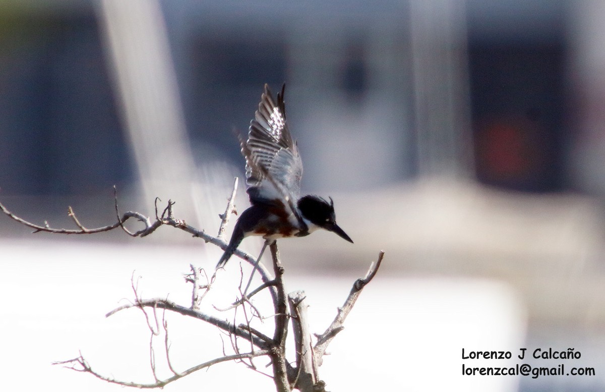Belted Kingfisher - ML208280891