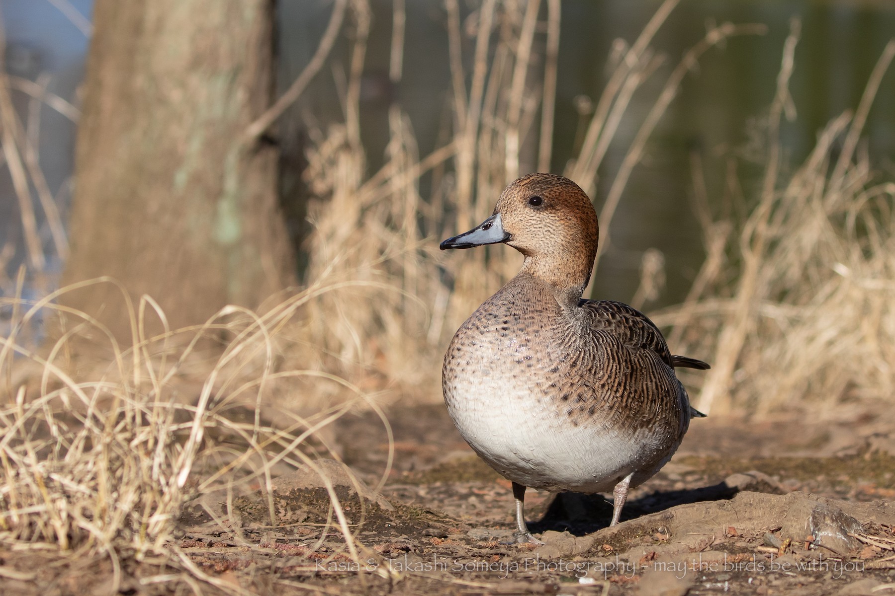 Silbón europeo x Ánade rabudo (híbrido) eBird