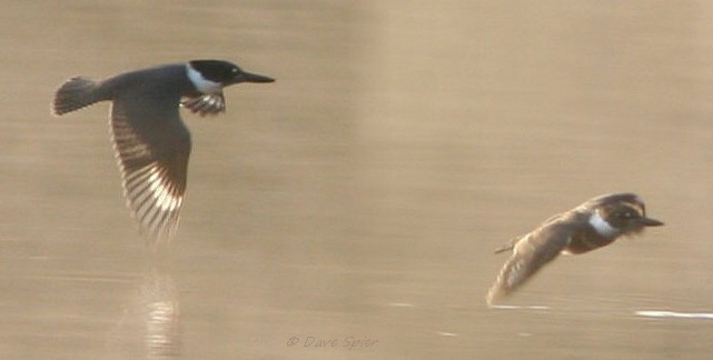 Belted Kingfisher - ML20828741