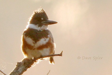Belted Kingfisher - ML20828751