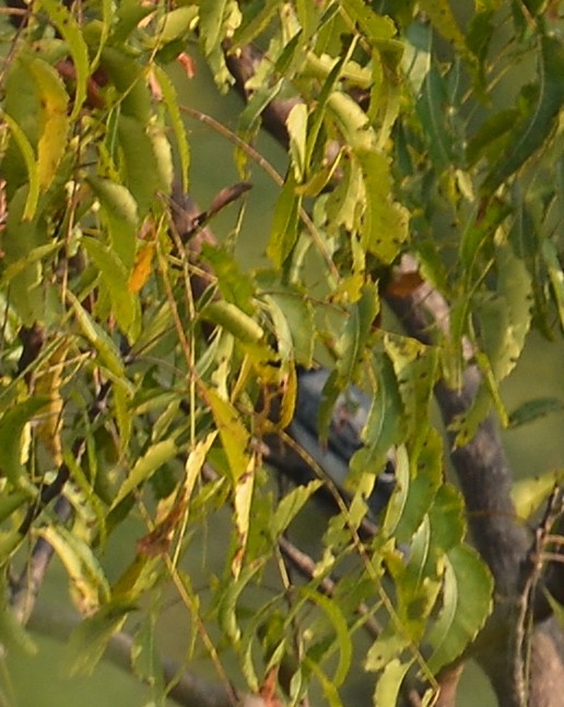 Black-headed Cuckooshrike - Praveen Manivannan