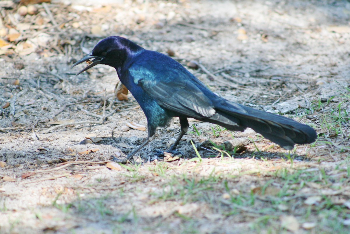 Boat-tailed Grackle - ML20829031