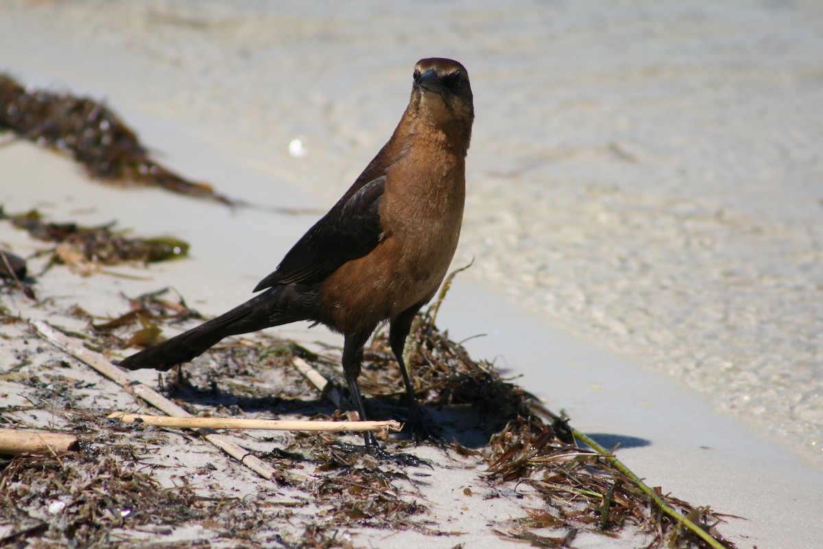 Boat-tailed Grackle - ML20829041