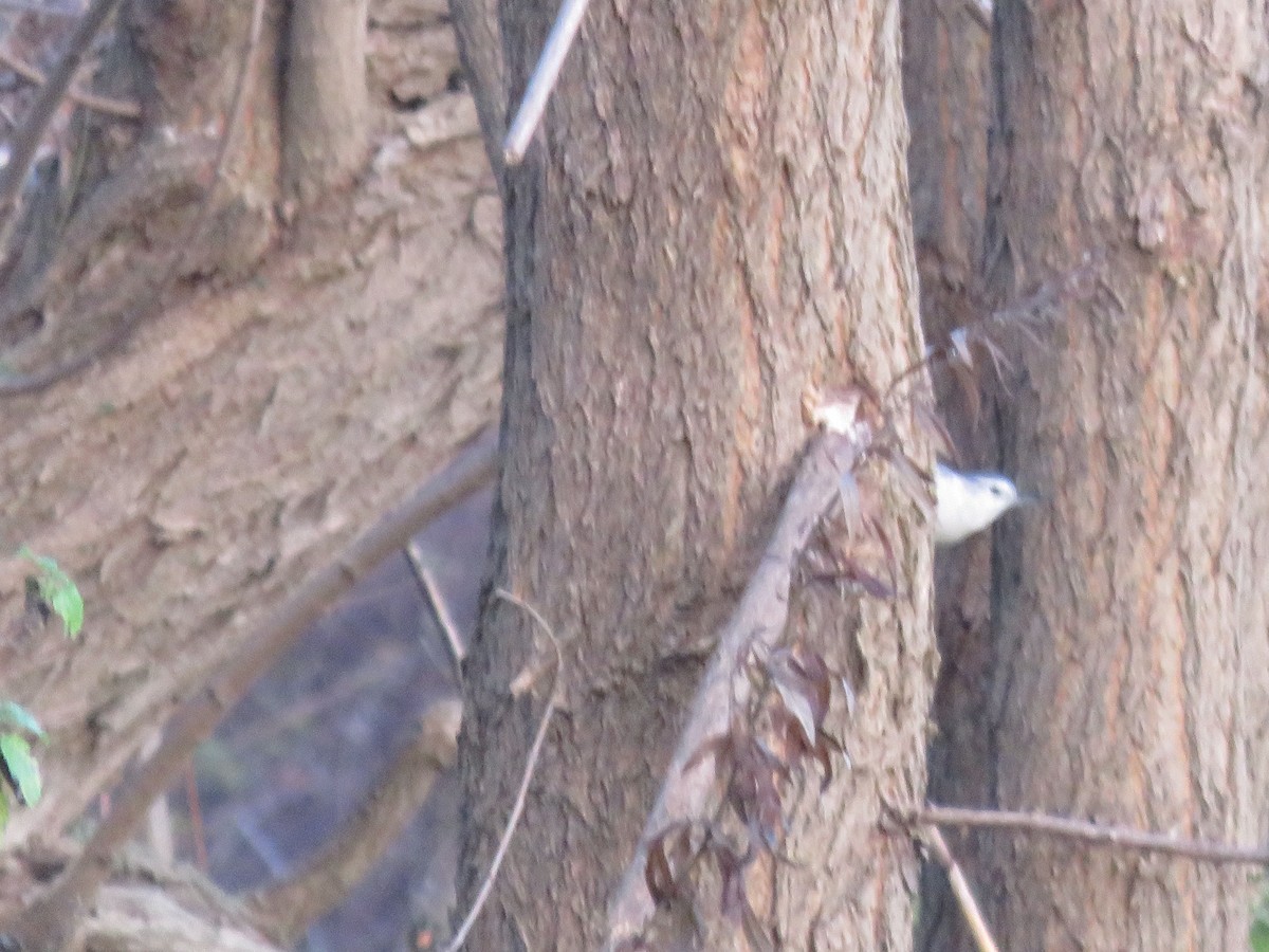 White-breasted Nuthatch (Eastern) - ML20829251