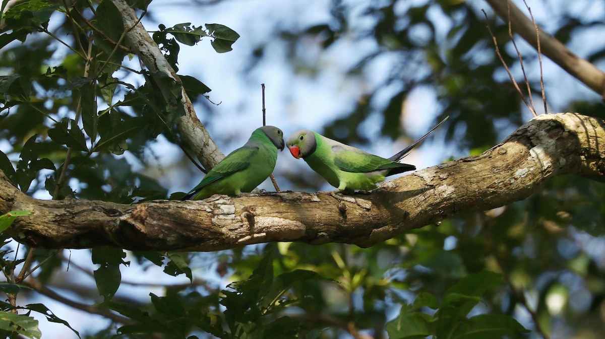 Layard's Parakeet - Rangana Abeyrathne