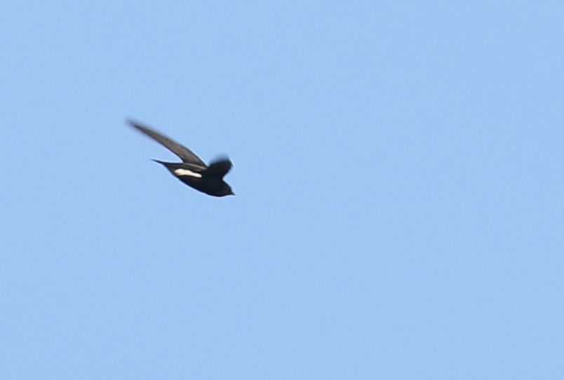Brown-backed Needletail - Anonymous