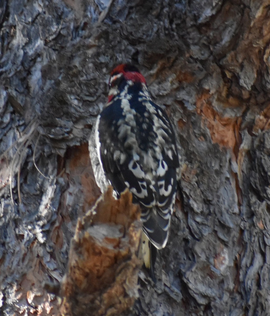 eBird Checklist 8 Feb 2020 Mt. LemmonBear Canyon (Cypress, Middle