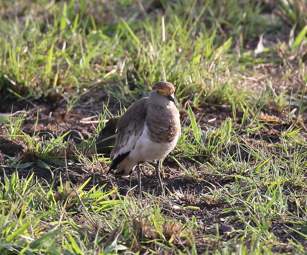 Brown-chested Lapwing - ML208301481