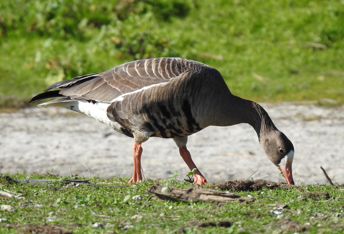 Greater White-fronted Goose - ML208301721