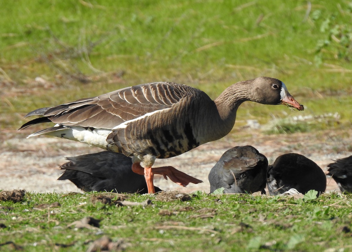Greater White-fronted Goose - ML208301731