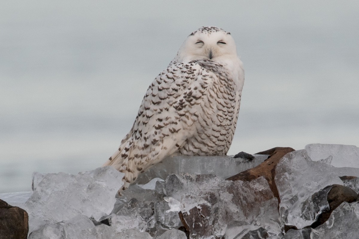 Snowy Owl - ML208305441