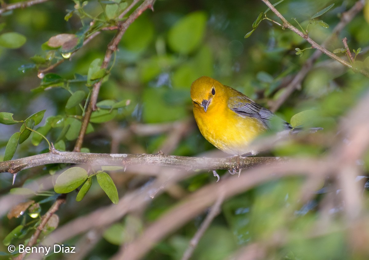 Prothonotary Warbler - Benny Diaz