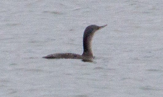 Red-throated Loon - ML208308441